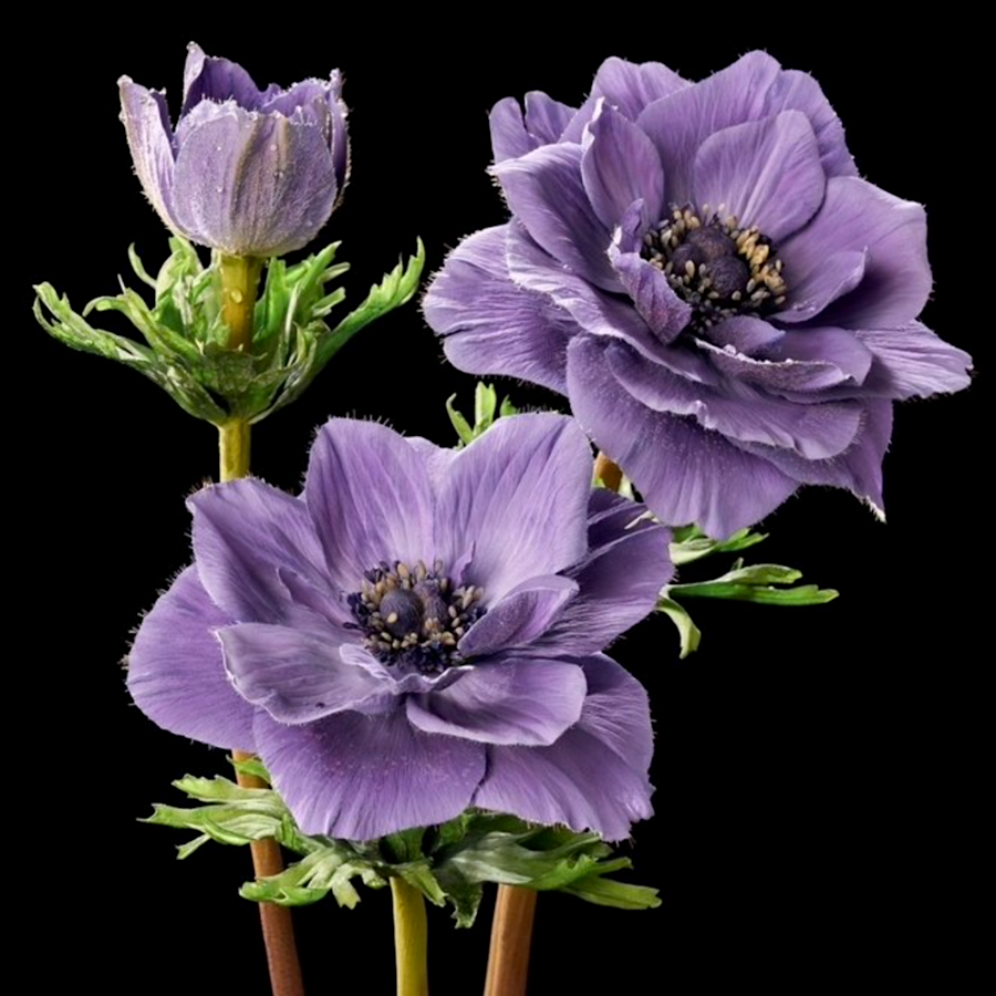 PASTA DE FLORES BLANCA "SUGAR FLOWER STUDIO" - 250 G - Imagen 3